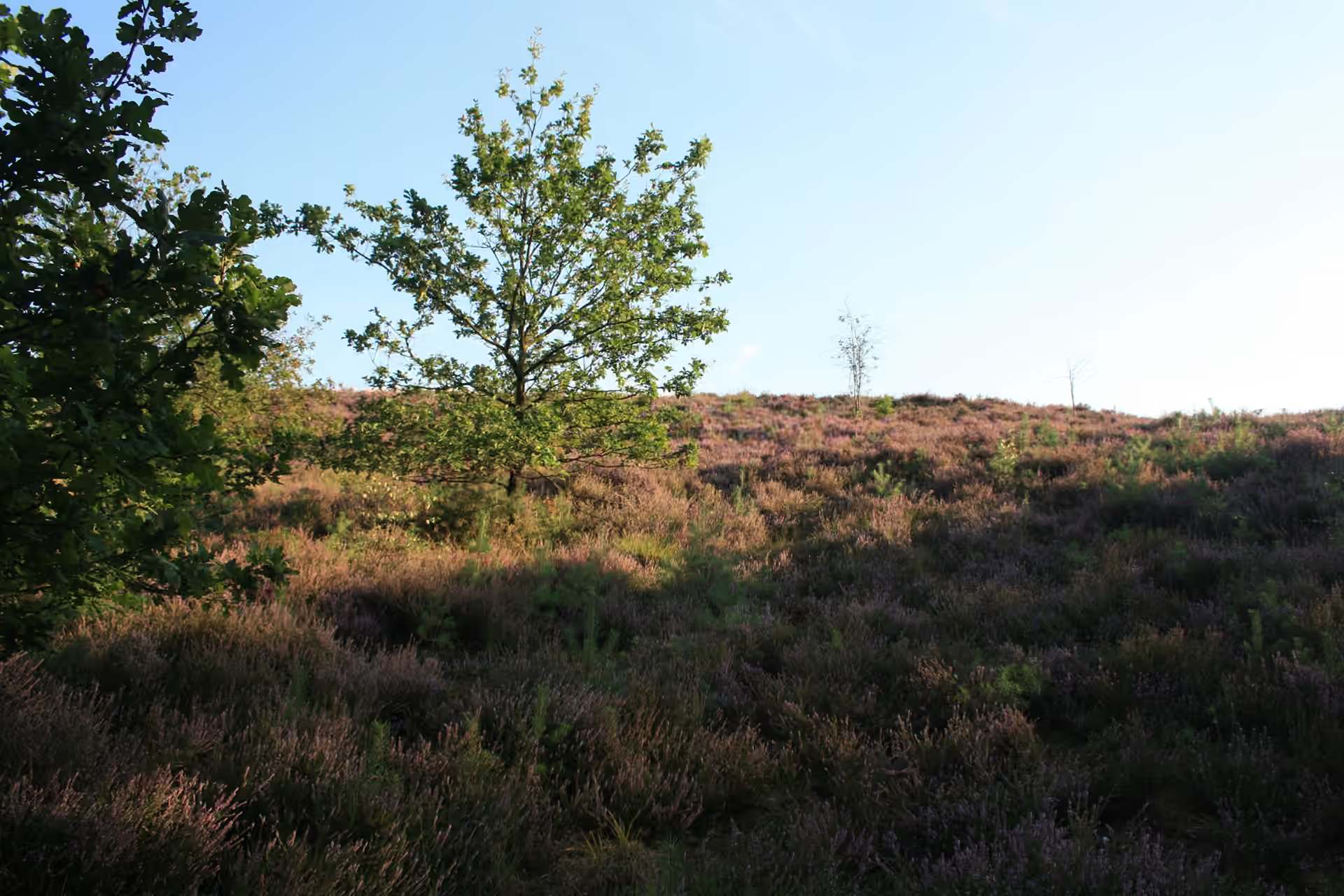 Jonge boom die opgroeit tussen bloeiende heide, naar het licht, met open lucht erboven.
