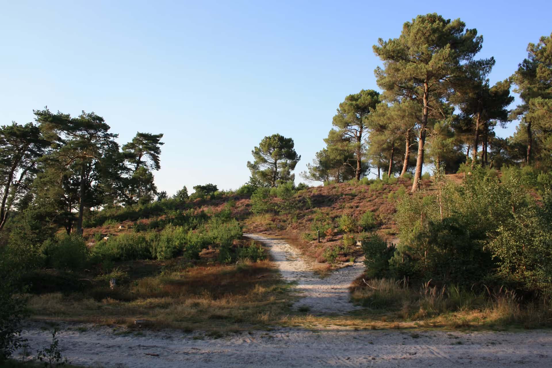 Heuvelrug op de heide, in lagen opgebouwd: zandpad, heide, dennen en lucht.