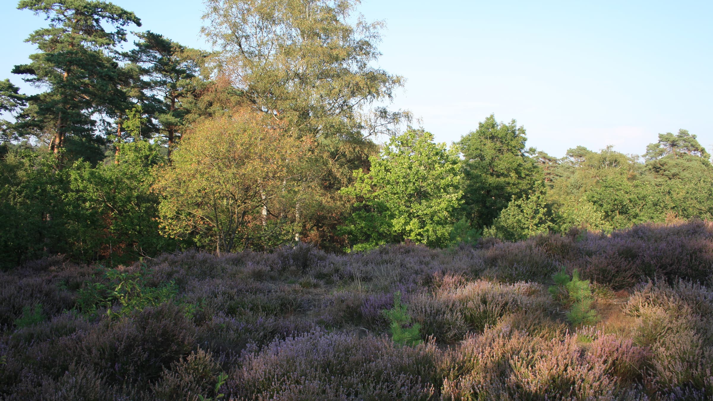 Open Limburg-heideveld met paarse hei in de voorgrond, bomen aan de horizon en heldere blauwe lucht — wijds zicht.