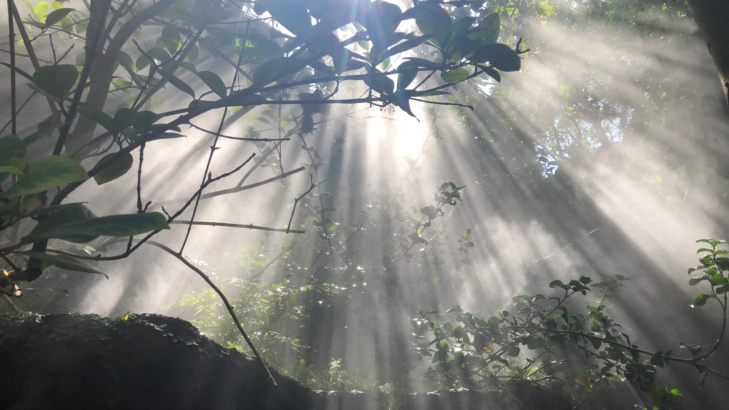 Zonnestralen door bladeren — atmosferisch licht in een dicht bos.
