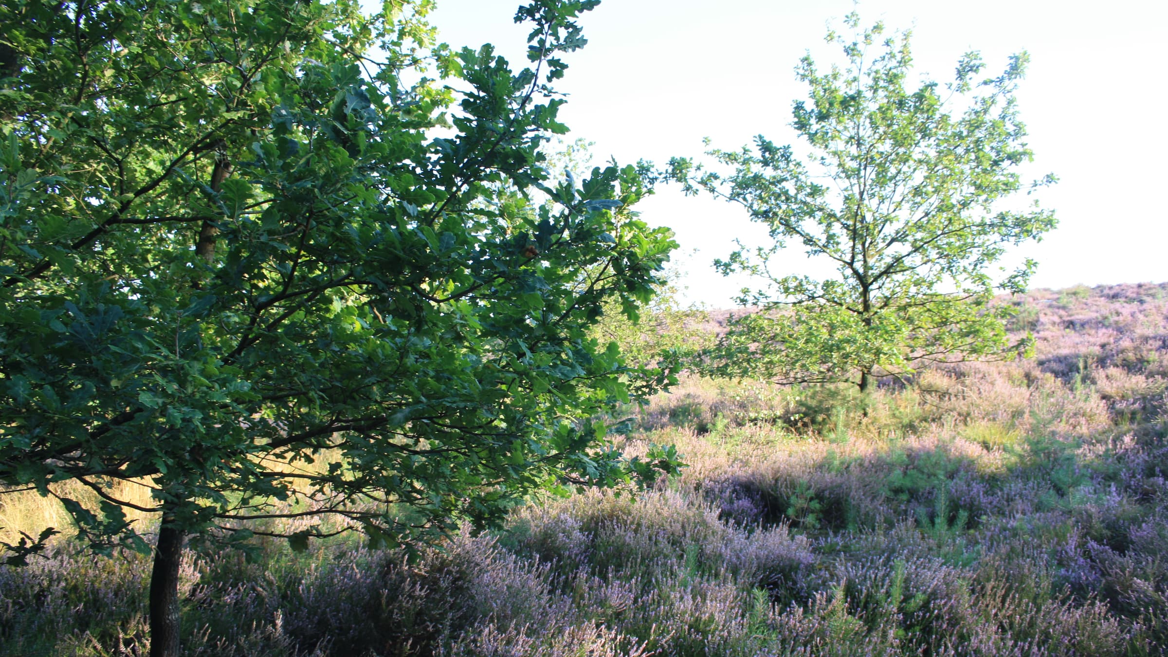 Limburg-heideveld bij gouden uur — jonge eik bij paarse hei, open horizon onder zachte zomerlucht.