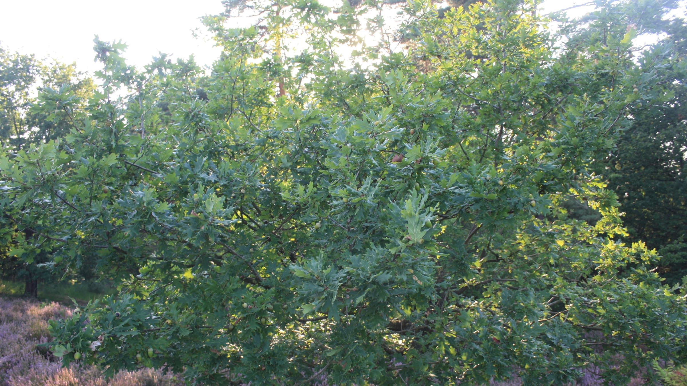 Dichte eikenboom met paarse hei in de voorgrond — natuurlijke samenhang.