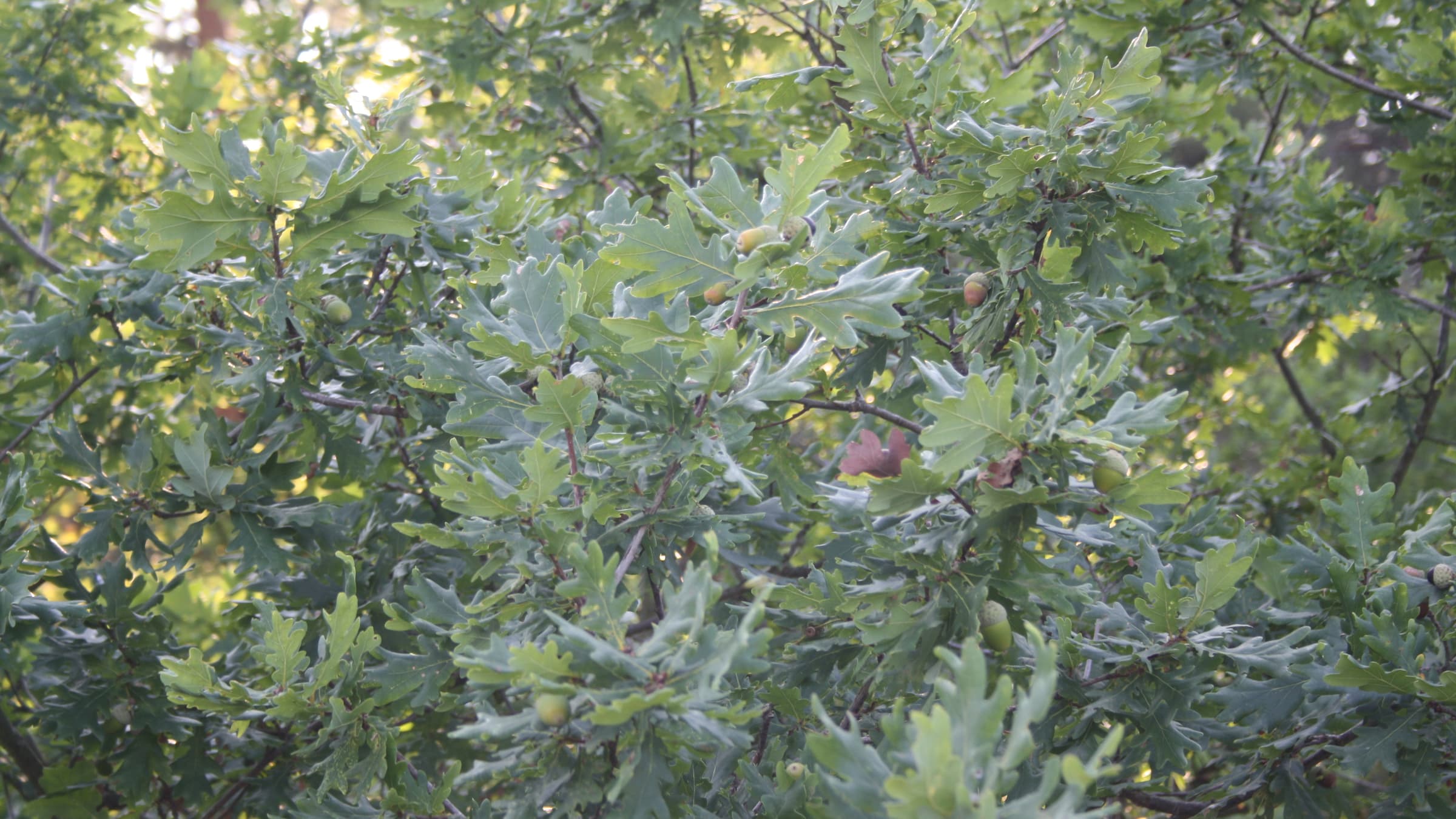 Eikels tussen eikenbladeren in zacht zomerlicht — close-up van groei en zaad.